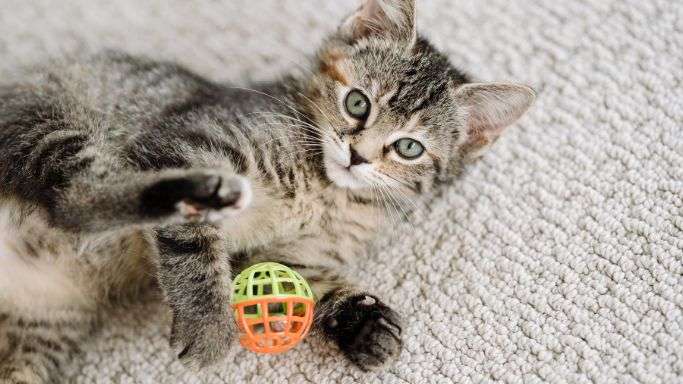 Things to do before a carpet cleaner arrives