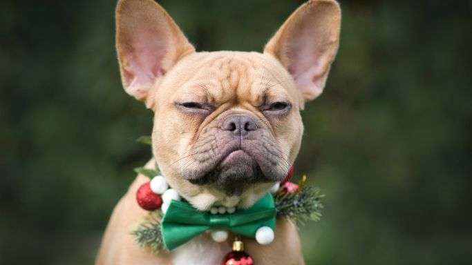 The mold grinch came for your tree!