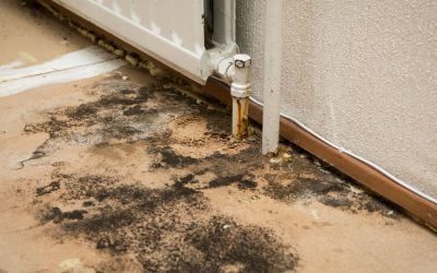 5 Inexpensive, Easy Ways To Prevent Mold in The Winter