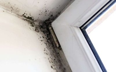 Causes and Prevention of Mold Growth