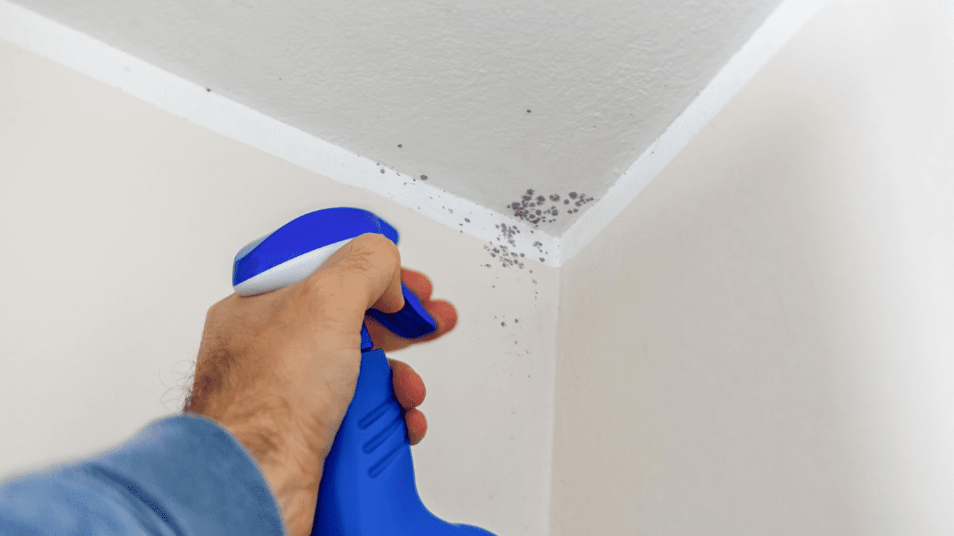 Will Bleach Or Vinegar Kill Mold? [The Ultimate Showdown!] Klean Co